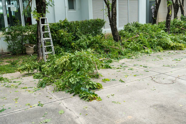 How Our Tree Care Process Works  in Arlington, VA